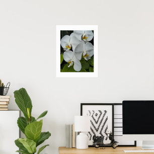 Póster Orquídeas Phalaenopsis Blancas Floral