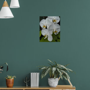 Póster Orquídeas Phalaenopsis Blancas Floral