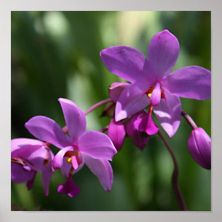 Póster Orquídeas púrpuras silvestres en Poster