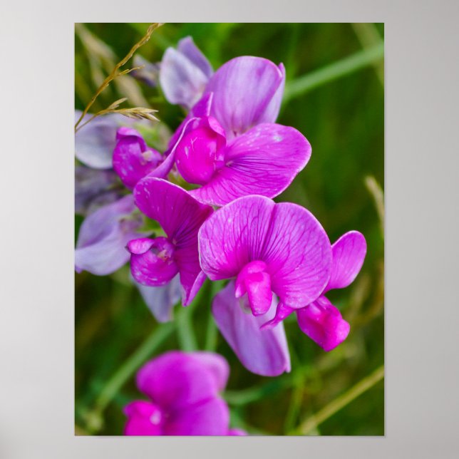 Póster Orquídeas Purpúreas (Frente)