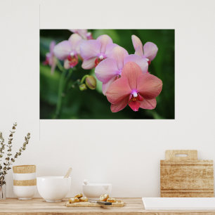 Póster Orquídeas Rosadas Simples y Elegantes Flor Botánic