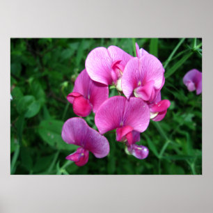 Póster Orquídeas rosas
