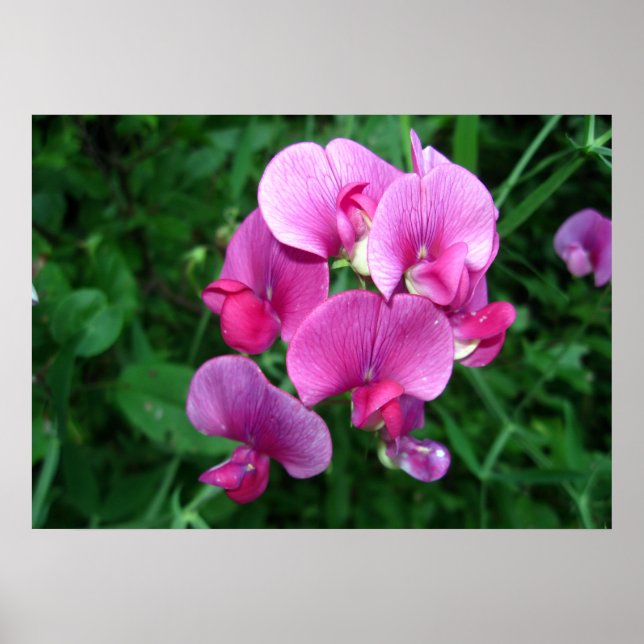 Póster Orquídeas rosas (Frente)