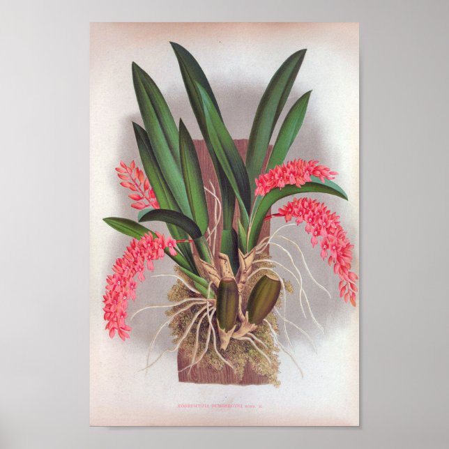 Póster Orquídeas rosas Vintage Rodriguezia Bungerothi (Frente)