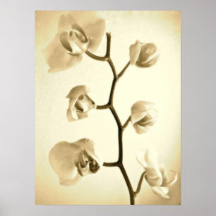Póster Orquídeas {Sepia} POSTER