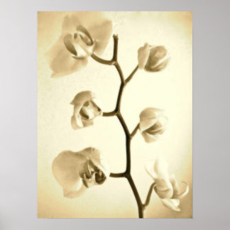 Póster Orquídeas {Sepia} | POSTER