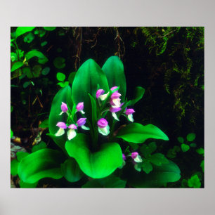 Póster Orquídeas Silvestres