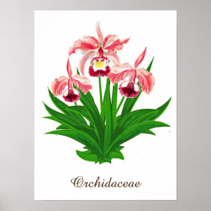 Póster Orquídeas silvestres - Orquídeas y follaje de colo