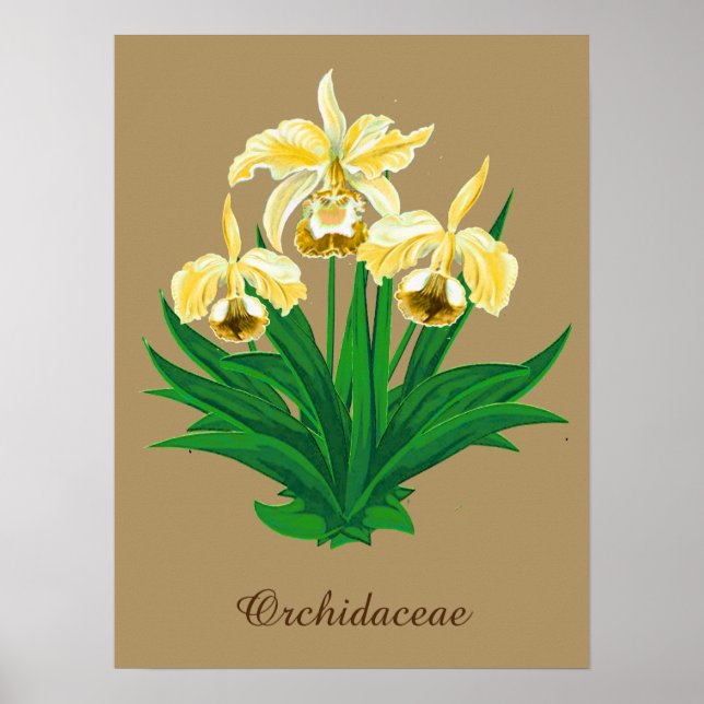 Póster Orquídeas silvestres - Orquídeas y follaje dorados (Frente)