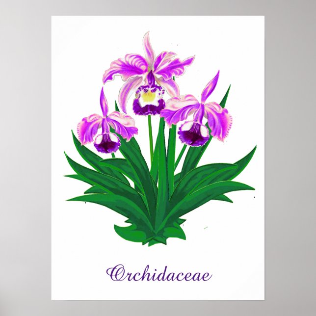 Póster Orquídeas silvestres - Orquídeas y follaje púrpura (Frente)