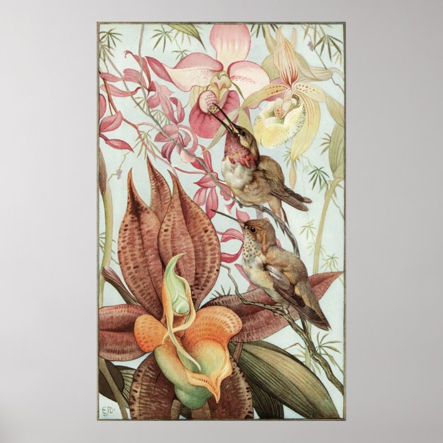Póster Orquídeas tropicales, flores y colibríes (Frente)