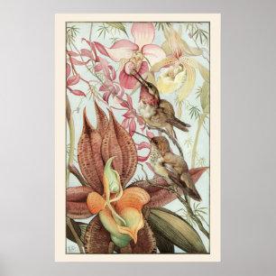 Póster Orquídeas Tropicales Vintage, Flores y Colibríes