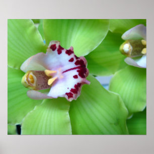 Póster Orquídeas verdes - Impresiones, lienzo, enmarcado