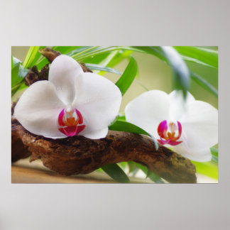 Póster Orquídeas Wellness oasis