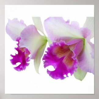 Póster Orquidos (Cattleya)