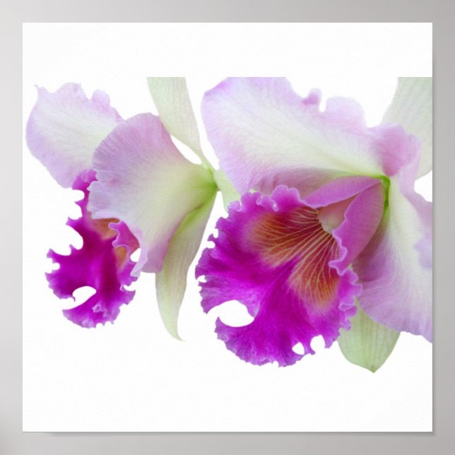 Póster Orquidos (Cattleya) (Frente)