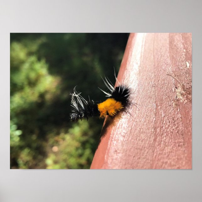 Póster oruga de baile (Frente)