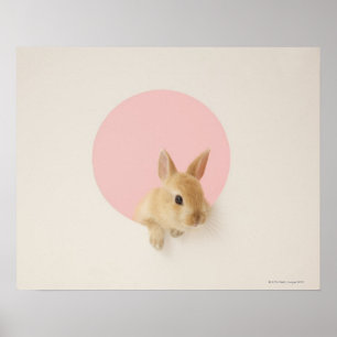 Póster Oryctolagus cuniculus 3