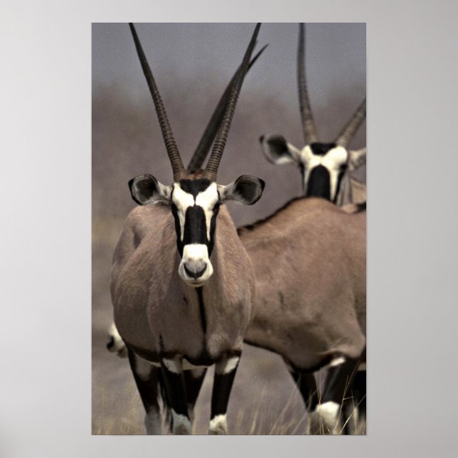 Póster Oryx antelope (Frente)