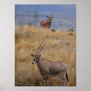 Póster Oryx en África