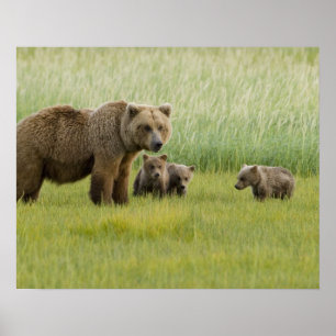 Póster Osa de oso pardo de Alaska y tres crías, Ursus