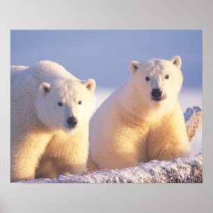 Póster Osa de oso polar con cría en el hielo del banquisa