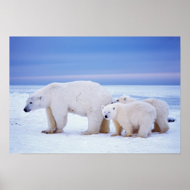 Póster Osa de oso polar con crías (Frente)