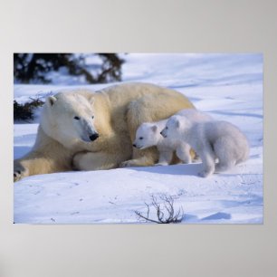 Póster Osa polar hembra acostada con 2 crías
