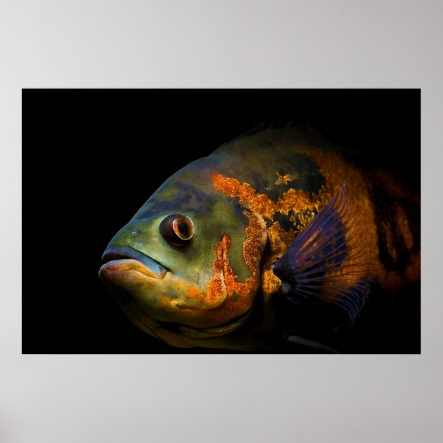 Póster Oscar Fish Astronotus Ocellatus (Frente)