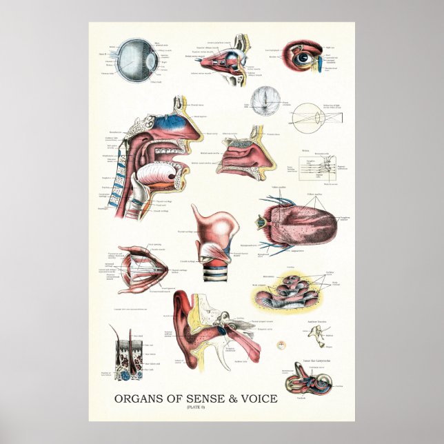 Póster Óscar la nariz de anatomía de Sense Voice (Frente)