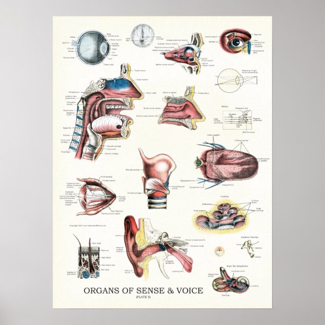 Póster Óscar la nariz de anatomía de Sense Voice (Frente)
