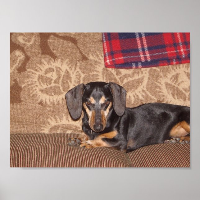 Póster Oscar Wiener Dog (Frente)