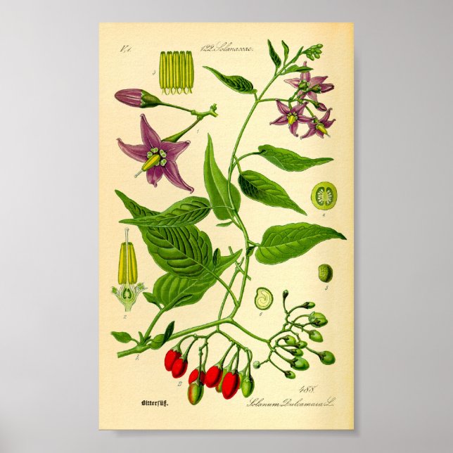 Póster Oscurecimiento agridulce (Solanum dulcamara) (Frente)