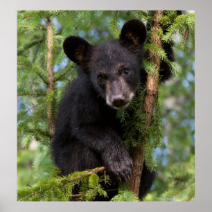 Póster Osezno de oso negro jugando en árboles