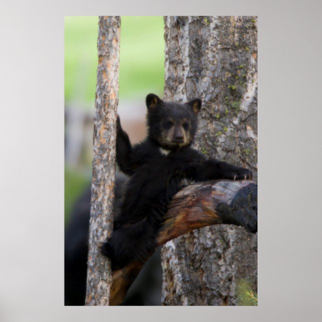 Póster Osezno de osos negros descansando (Frente)
