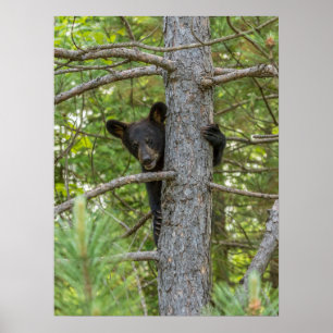 Póster Osezno subiendo árbol