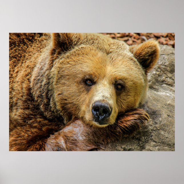 Póster Oso (Frente)