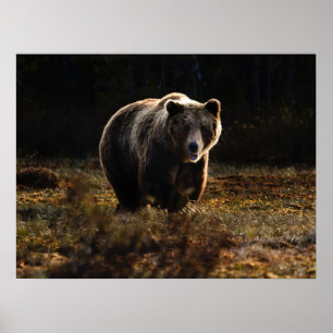 Póster Oso