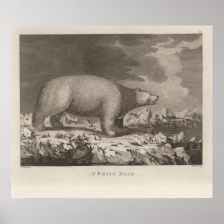 Póster Oso blanco en Alaska