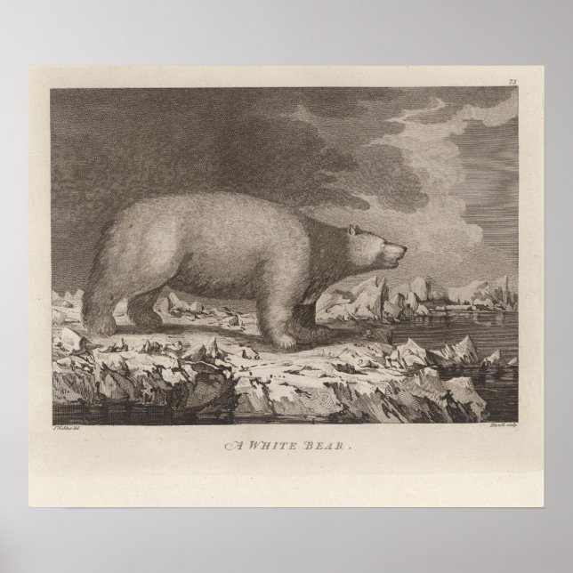 Póster Oso blanco en Alaska (Frente)