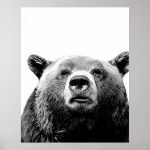 Póster Oso blanco negro animal del bosque foto de peekabo