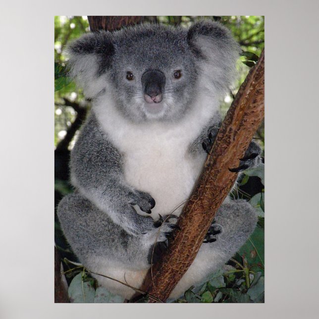 PÓSTER OSO CUTE KOALA (Frente)