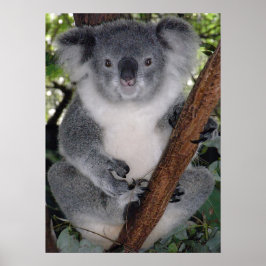 PÓSTER OSO CUTE KOALA