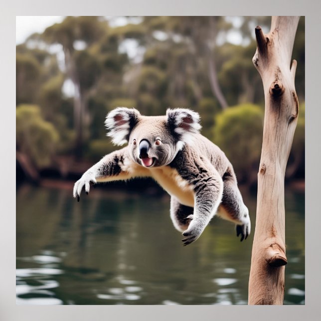 Póster Oso de gota australiano Koala (Frente)