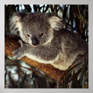Póster Oso de koala