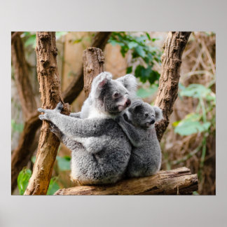 Póster Oso de Koala