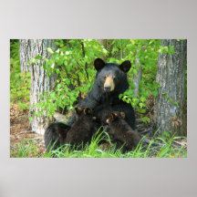 Oso de mamas y cubos gemelos Belly arriba