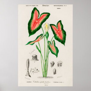 Póster Oso elefante (Caladium bicolor)