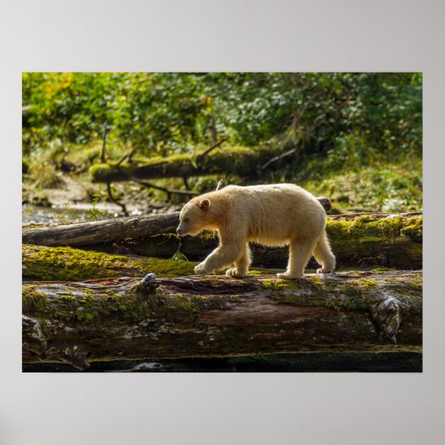 Póster Oso Espíritu Blanco Caza (Frente)