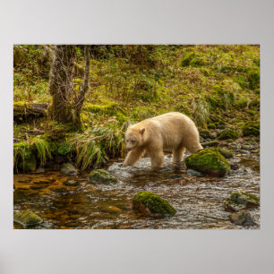 Póster Oso Espíritu Blanco caza peces en el arroyo Riorda